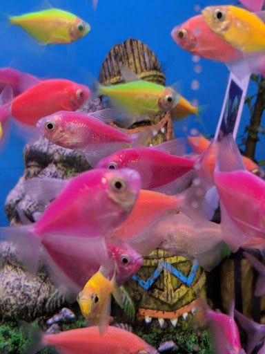 Pet Supply Store «Pet Supplies Plus», reviews and photos, 911 N Cable Rd a, Lima, OH 45805, USA