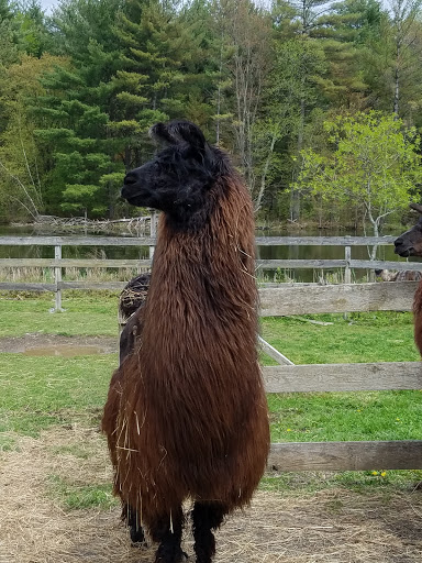 Farm «Dakota Ridge Farm», reviews and photos, 189 E High St, Ballston Spa, NY 12020, USA