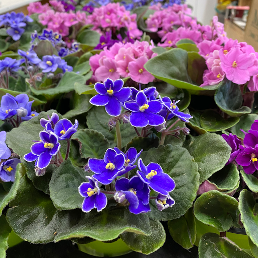 Florist «Sparks Florist®», reviews and photos, 5000 Smithridge Dr Suite C3, Reno, NV 89502, USA