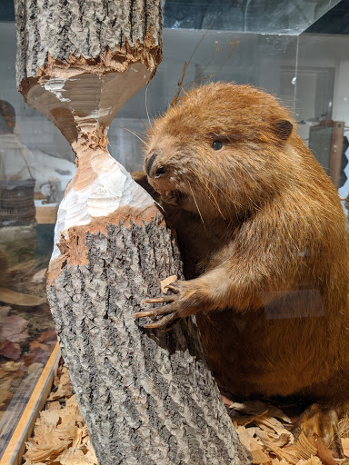 Natural History Museum «George B. Dorr Museum of Natural History», reviews and photos, 105 Eden St, Bar Harbor, ME 04609, USA