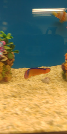 Pet Supply Store «Petco Animal Supplies», reviews and photos, 8775 SW Tualatin-Sherwood Rd, Tualatin, OR 97062, USA