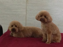 Top Dog Pet Resort & Day Care - Photo 7 - Car repair in Norman, OK, Oklahoma City