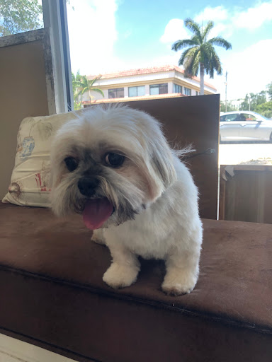 Pet Groomer «Mario`s Pet Grooming & Boutique», reviews and photos, 708 SE 17th St, Fort Lauderdale, FL 33316, USA