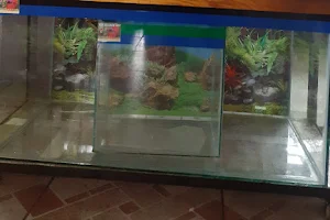 New Aquarium Shop H.B road Kali tower ground floor shop no -08 Lalpur Ranchi image