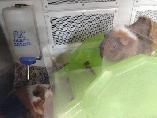 Pet Supply Store «Petco Animal Supplies», reviews and photos, 3050 N Rock Rd, Wichita, KS 67226, USA