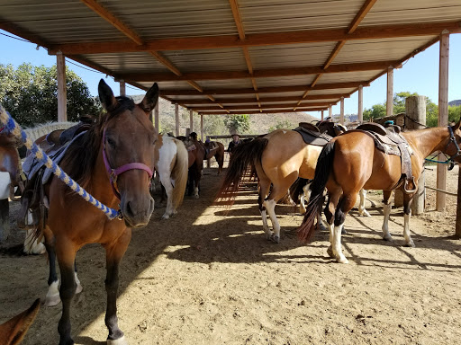 Horse trainer Chula Vista