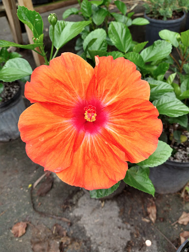 Landscape Designer «Santa Barbara Nursery», reviews and photos, 20425 SW 177th Ave, Miami, FL 33187, USA