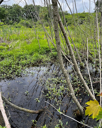 Nature Preserve «Goodenow Grove Nature Preserve», reviews and photos, 27064 Dutton Rd, Beecher, IL 60401, USA