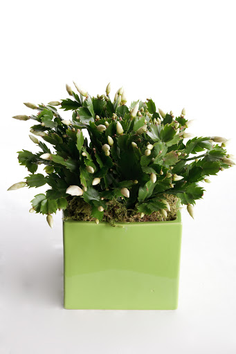 Florist «Flowers in Flight», reviews and photos, 1413 NE Alberta St, Portland, OR 97211, USA