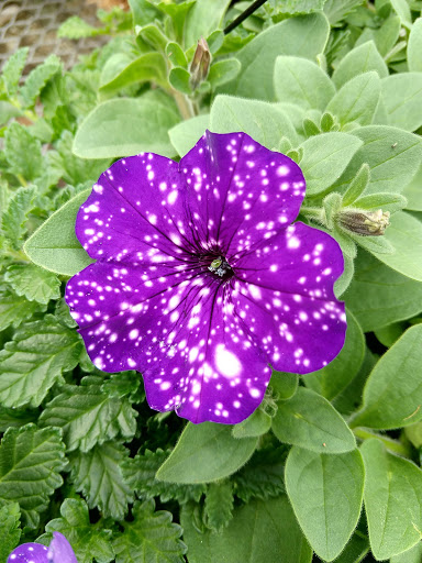 Garden Center «Woodland Gardens», reviews and photos, 168 Woodland St, Manchester, CT 06042, USA