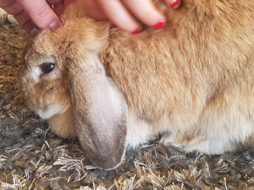 Book Store «Scattered Books», reviews and photos, 29 King St, Chappaqua, NY 10514, USA