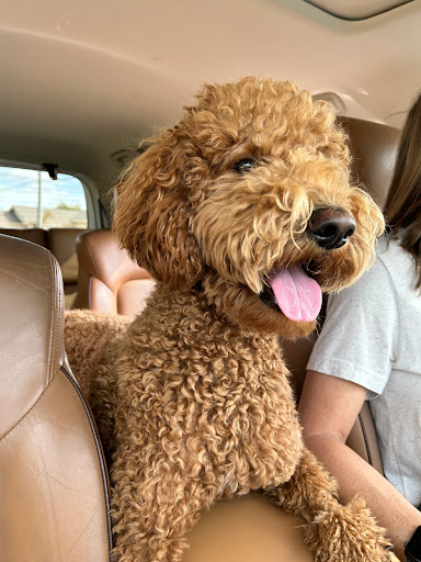 Los Caballos Veterinary Clinic LLP