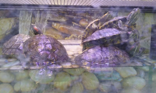 Pet Supply Store «Petco Animal Supplies», reviews and photos, 2687 Countryside Dr, Turlock, CA 95380, USA