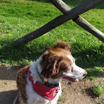 Photo n°3 de l'avis de Pupetta.o fait le 24/04/2023 à 10:25 sur le  Restaurant La Campagnola à Camigliatello Silano