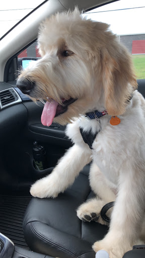 Pet Supply Store «Wholesome Pet Essentials», reviews and photos, 2005 S Ankeny Blvd #200, Ankeny, IA 50023, USA