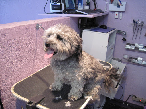 Pet Supply Store «Petropolis Camarillo», reviews and photos, 5800 Santa Rosa Rd Suite 144, Camarillo, CA 93010, USA