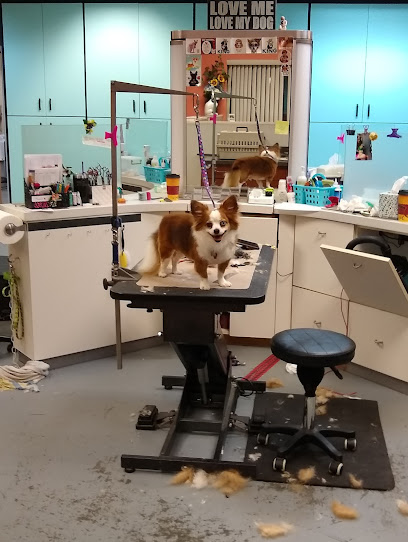 All Breed Dog Grooming