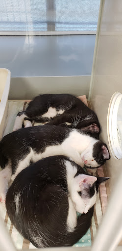 Pet Supply Store «Petco Animal Supplies», reviews and photos, 8111 W Broward Blvd, Plantation, FL 33324, USA