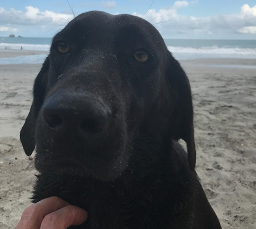 Pet Groomer «The Pet Set - Buckhead», reviews and photos, 2480 Briarcliff Rd NE #3, Atlanta, GA 30329, USA