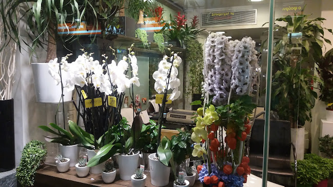 Opinii despre Noufara Floral Decoration în Αθήνα - Ανθοπωλείο