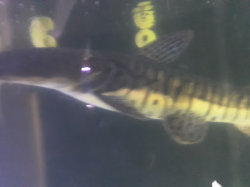 Pet Store «Treasure Chest Aquarium & Pets», reviews and photos, 3109 Alum Rock Ave, San Jose, CA 95127, USA