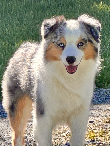 Kellogg H Scott DVM image