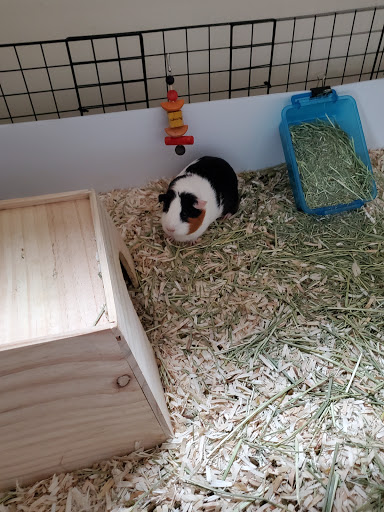 Pet Supply Store «PetSmart», reviews and photos, 2101 Elmwood Ave, Buffalo, NY 14207, USA