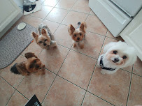 Pet Sitters of Naples - Photo 1 - Car repair in Naples, FL, Bonita Springs