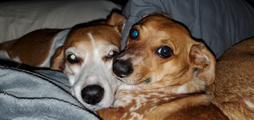 Pet Supply Store «EarthWise Pet Supply», reviews and photos, 7316 Yankee Rd, Liberty Township, OH 45044, USA