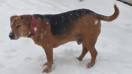 Pet Supply Store «PetSmart», reviews and photos, 1600 Marcus Ave, New Hyde Park, NY 11040, USA