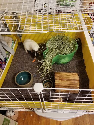 Pet Supply Store «Pet Supplies Plus», reviews and photos, 19295 West Rd, Woodhaven, MI 48183, USA