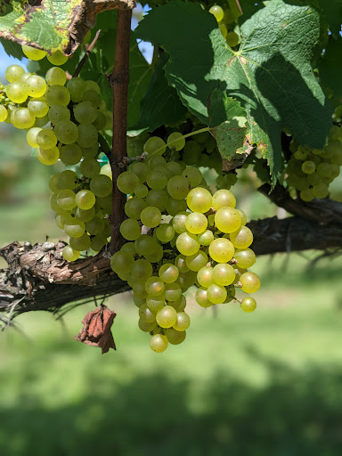 Winery «Working Dog Winery», reviews and photos, 610 Windsor Perrineville Rd, Robbinsville, NJ 08691, USA