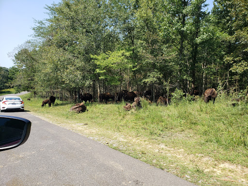 Nature Preserve «Elk and Bison Prairie», reviews and photos, Elk & Bison Prairie Rd, Golden Pond, KY 42211, USA