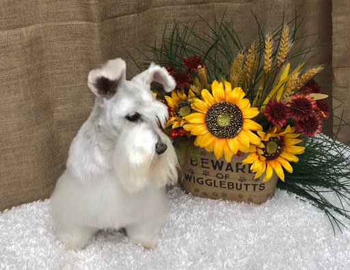 Pet Groomer «Pampered Pet Grooming and Dog Training, Inc.», reviews and photos, 2 Henson Pl #3, Champaign, IL 61820, USA