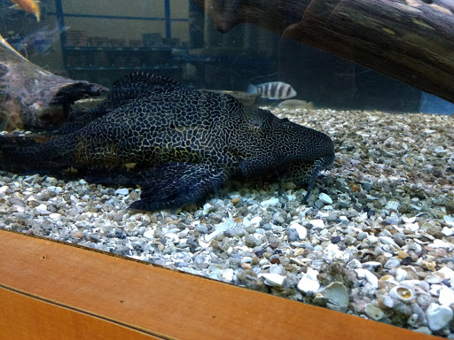 Pet Store «Pets Warehouse», reviews and photos, 177 Glen Cove Rd, Carle Place, NY 11514, USA