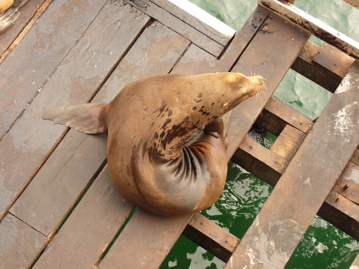 Coffee Shop «Santa Cruz Coffee Roasting Co.», reviews and photos, 1330 Pacific Ave, Santa Cruz, CA 95060, USA