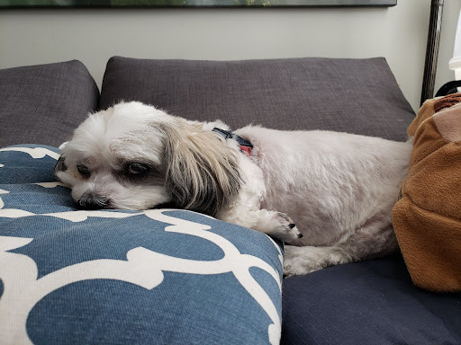 Paramount 24 Hour Animal Hospital image
