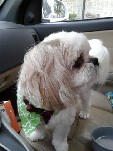 Pet Supply Store «Park Ave. Pets», reviews and photos, 993 Monroe Ave, Rochester, NY 14620, USA