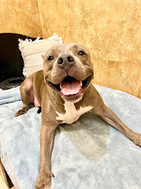 Mount Pleasant Avenue Premier Canine Villas and Spa - Photo 9 - Car repair in League City, TX, Pearland