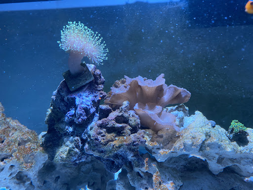 Pet Store «Pet Connection», reviews and photos, 29551 Five Mile Road, Livonia, MI 48154, USA