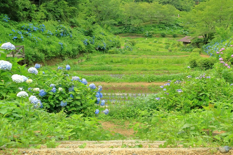西新宿おじいちゃんとおばあちゃんの花しょうぶ園 兵庫県佐用町西新宿 観光名所 グルコミ
