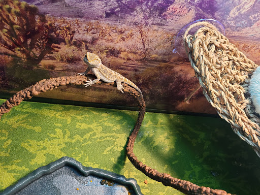 Pet Supply Store «Petco Animal Supplies», reviews and photos, 3452 W Chandler Blvd, Chandler, AZ 85226, USA