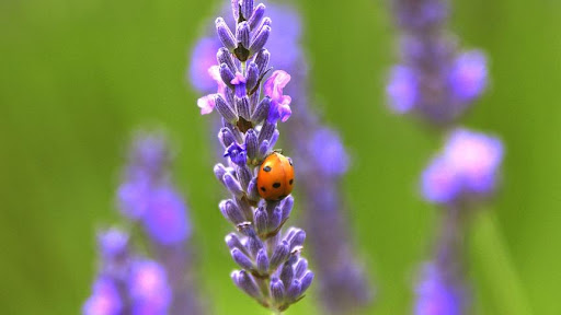Green Acres Nursery & Supply image