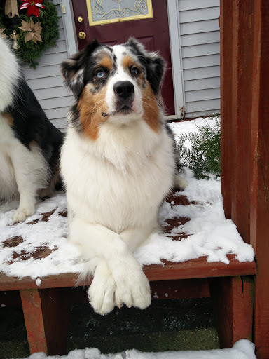 Northwoods Veterinary Services image