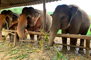 Elephant Nature Park - Elephant Freedom image