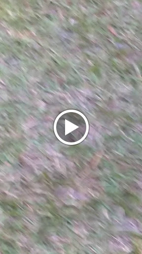 Park «Al Lopez Field», reviews and photos, 4810 N Himes Ave, Tampa, FL 33614, USA