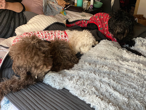 Pet Supply Store «Petco Animal Supplies», reviews and photos, 1201 E Washington Ave, Union Gap, WA 98903, USA