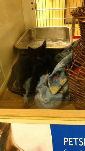 Pet Supply Store «PetSmart», reviews and photos, 10460 Town Center Dr, Westminster, CO 80021, USA