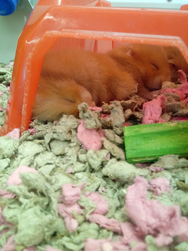 Pet Supply Store «Petco Animal Supplies», reviews and photos, 717 SE Geary St #101, Albany, OR 97321, USA