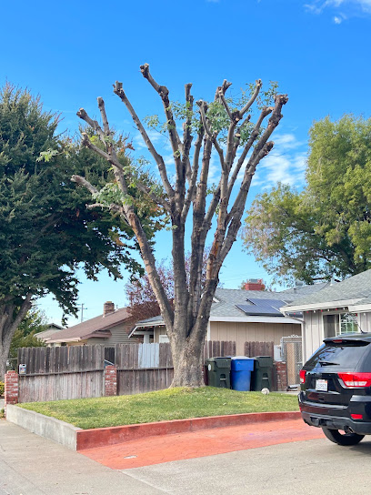 J&V TREE EXPERTS